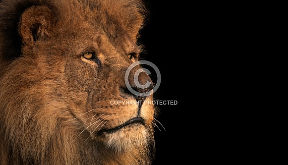 African Lion Side Profile Black Background