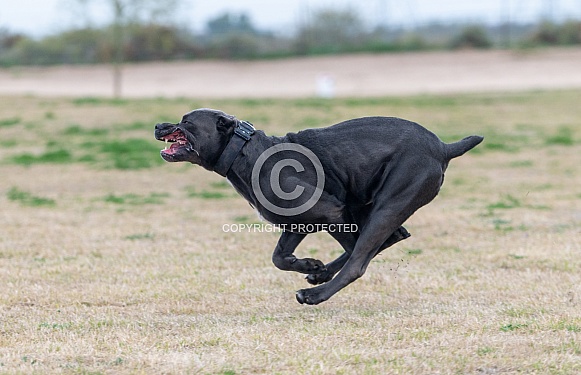 Black Cane Corso dog running in a field