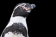 Humboldt Penguin Black Background