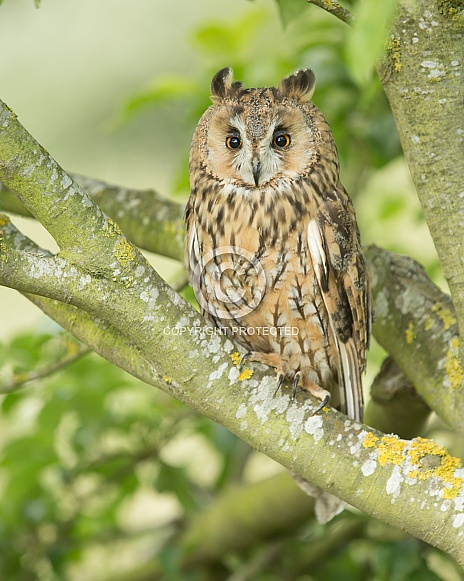 Long-Eared Owl Portrait