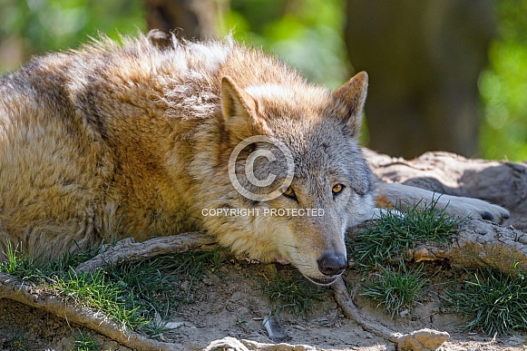 Tired wolf