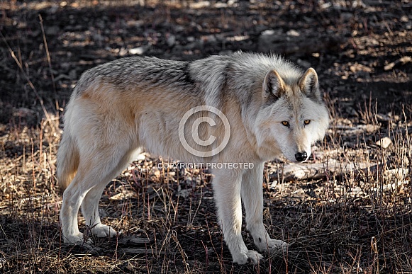 Blonde Wolfdog