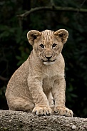 Young African Lion