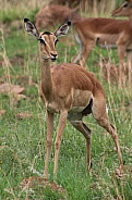Gazelle Doe Standing in Grass