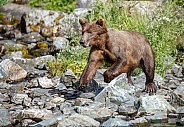 Alaskan brown bear running in a creek