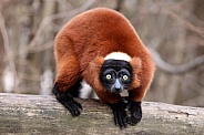 Red ruffed lemur (Varecia rubra)