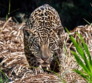 Jaguar Stare