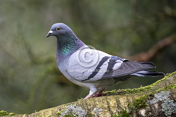 Pigeon (Columbidae)