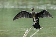 The great cormorant (Phalacrocorax carbo)