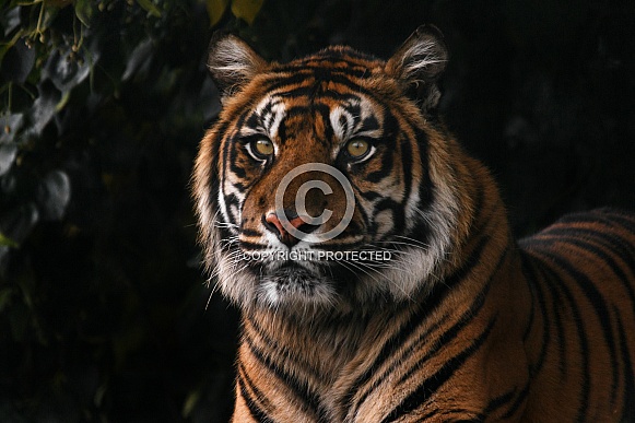 Sumatran Tiger close up