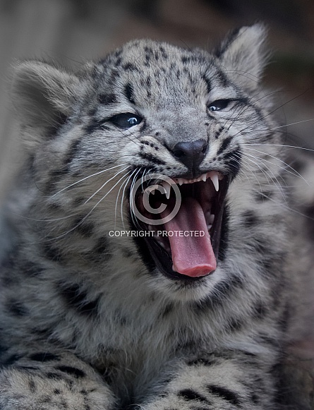 Snow leopard cub yawning