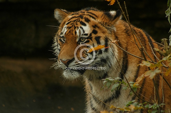 Amur Tiger Looking Out From Behind Bush