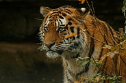 Amur Tiger Looking Out From Behind Bush