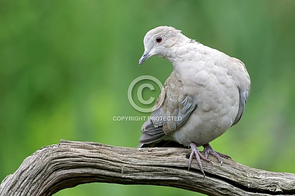 The Eurasian collared dove (Streptopelia decaocto)