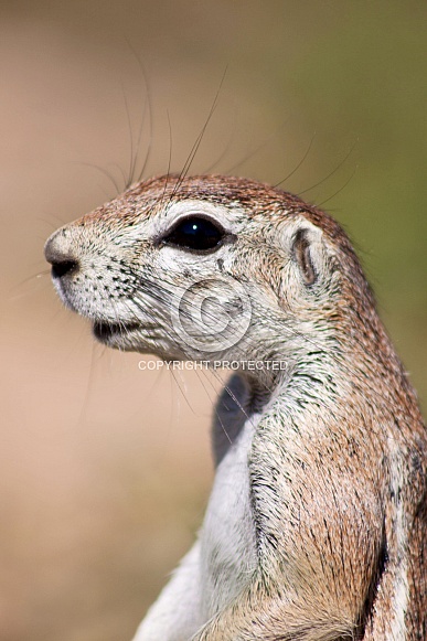 South African ground squirrel (Xerus inauris)