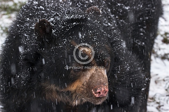 Andean Bear Close Up In Snow