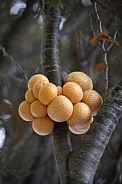 Parasitic Fungi - Patagonia - South America