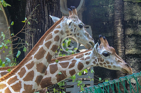 Pair of Giraffes