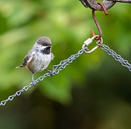 Boreal Chickadee Perched on a Chain