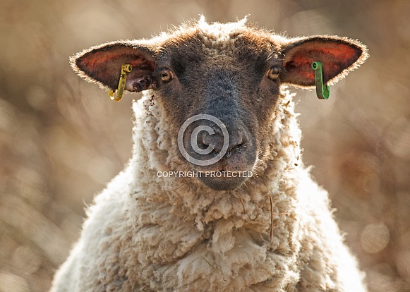 Backlit Sheep