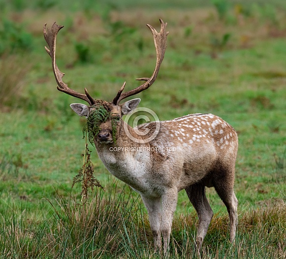 Fallow Deer (buck)
