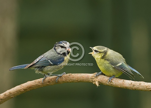 European Blue Tit with Fledgling