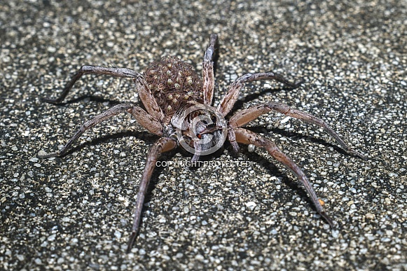 Female Hogna carolinensis, commonly known as the Carolina wolf spider on road with babies on her back or abdomen
