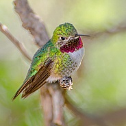 Hummingbird - Broad-tailed