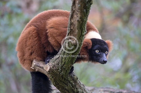 Red ruffed lemur (Varecia rubra)