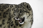 Snow Leopard-Wide Eyes