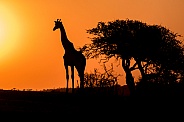 Giraffe Silhouette at Sunset
