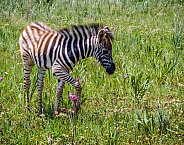 Burchell's Zebra Foal