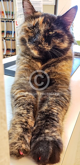 Domestic Longhair Torti Cat