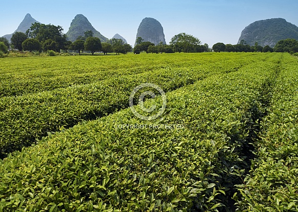 Tea plantation near Guilin - China