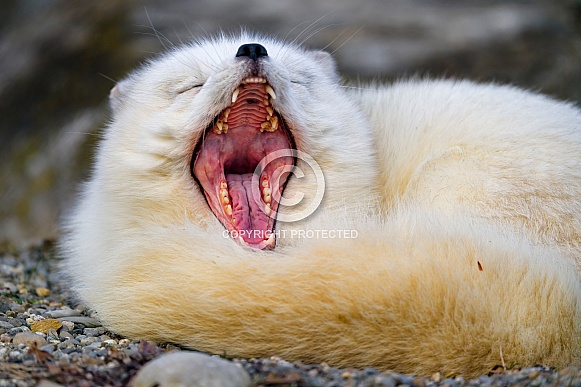 Arctic fox yawning