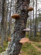 Birch Bracket Fungus