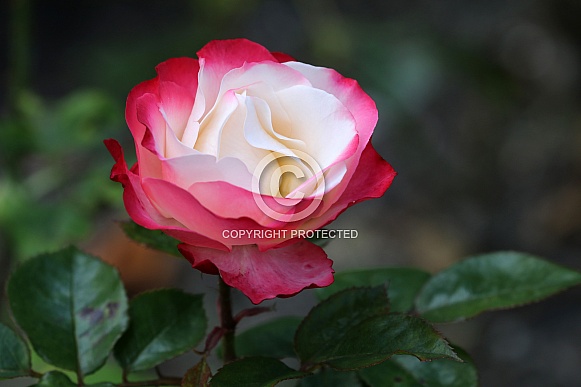 Rose (rosa)