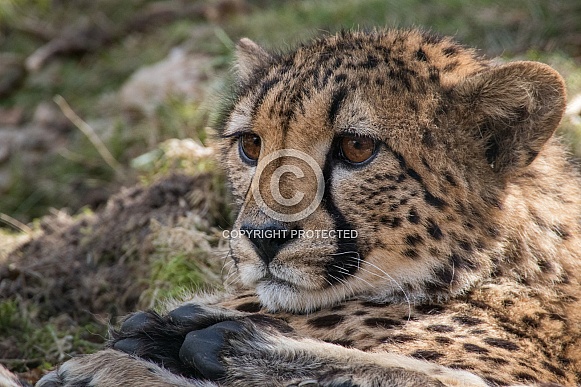 Young Cheetah (Acinonyx Jubatus)