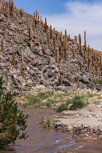 Cactus Canyon - Atacama Desert - Chile