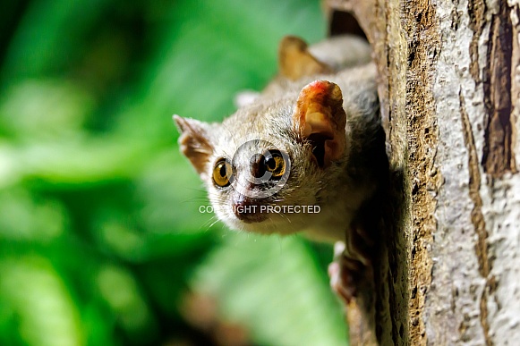 Gray mouse lemur (Microcebus murinus)
