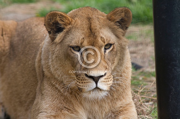 Lioness Ayla