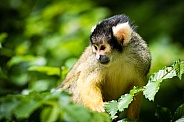 Squirrel monkey close-up