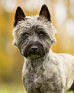 West Highland / Cairn Terrier Cross