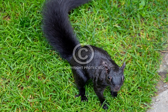 Wild Black Squirrel