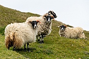 Blackface Sheep (Ovis aries)
