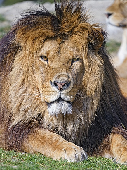 Male lion in the grass