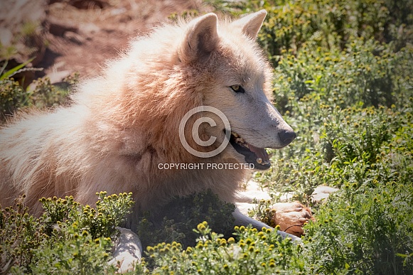 Arctic Wolf Lying In The Grass