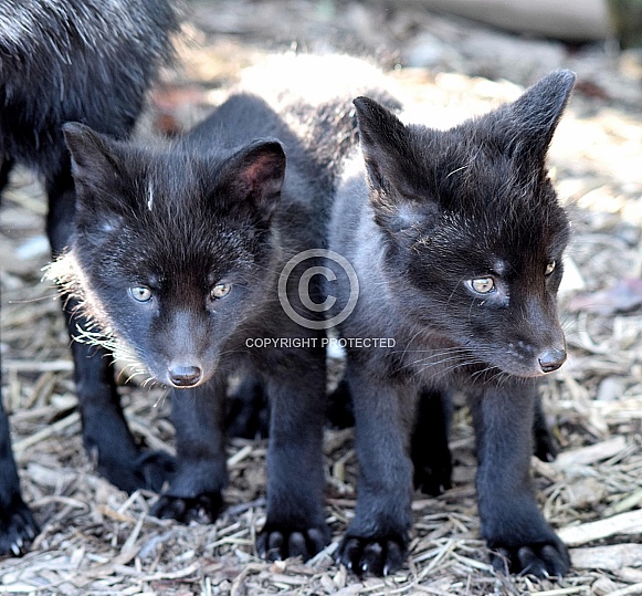 Young Silver Foxes
