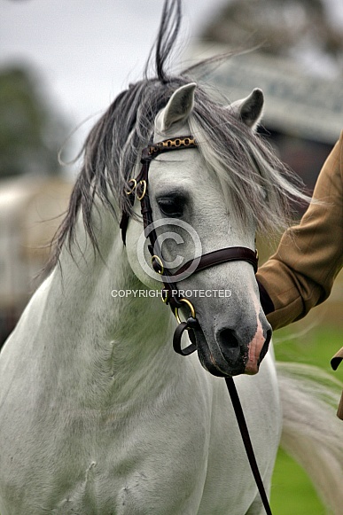 Welsh Pony Stallion Portrait