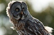 Great Grey Owl Looking Sideways